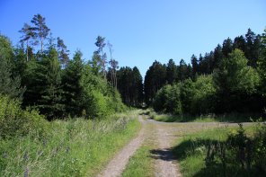Forstreviere